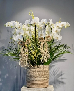 Grand White Orchid Garden – Büyük Boy Beyaz Orkide Aranjmanı